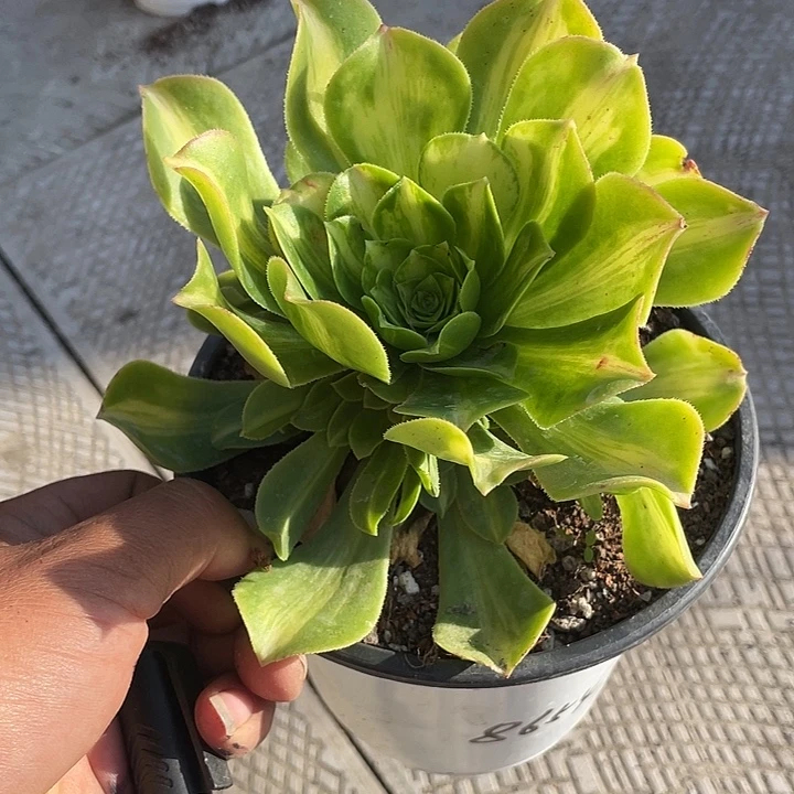 时***间优惠优惠翡翠琉璃法师