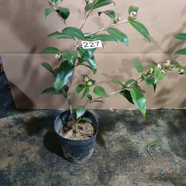 227午夜魔幻，原盆原土发货