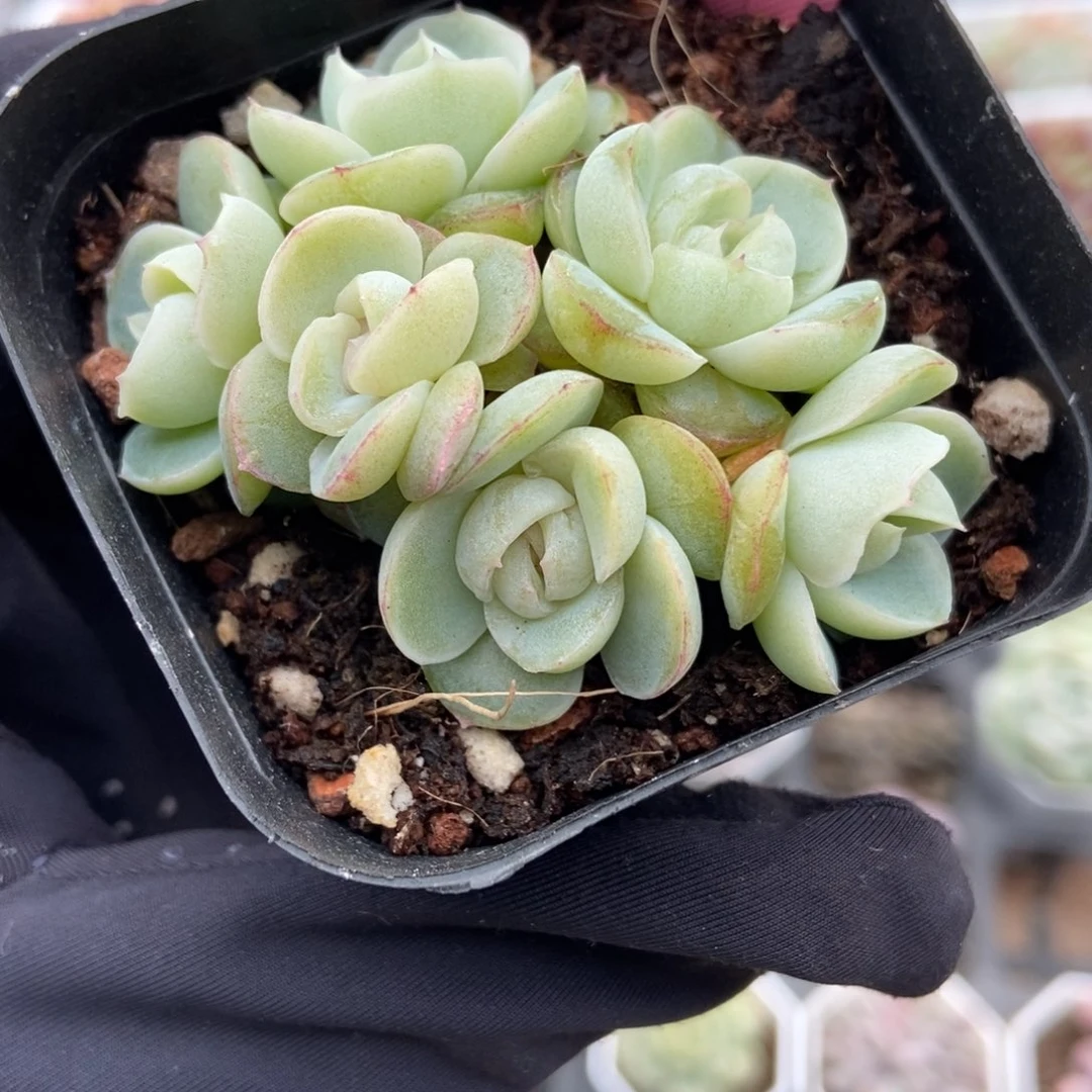 358胖虎珍妮多肉植物