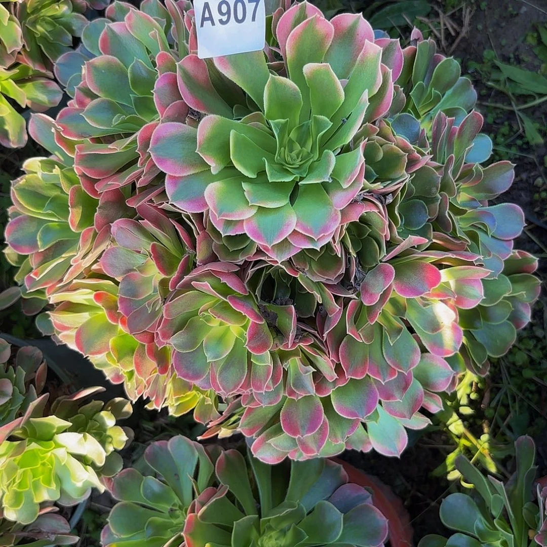 香妃法师8-29-907偏远不包邮