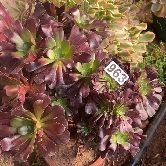 王***兰多肉植物一个欧子963