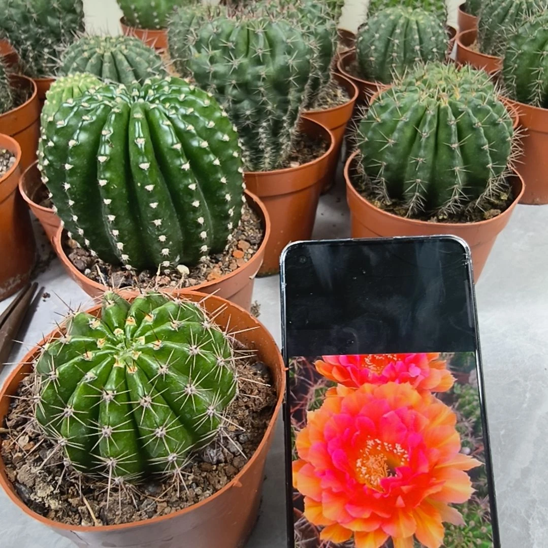 红鸾星彩草仙人球带盆（6cm）