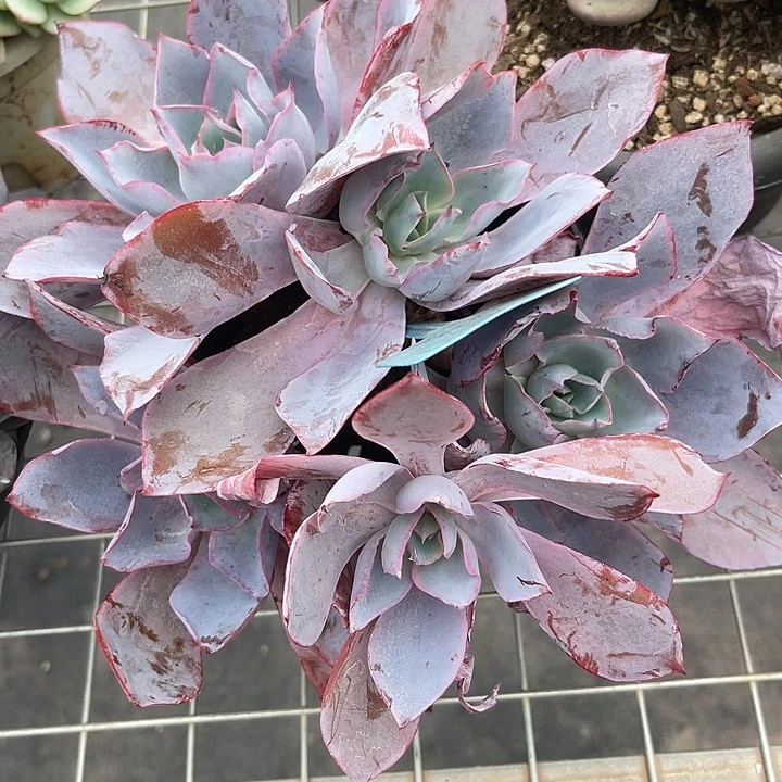 两单包邮，一物一拍晚霞21