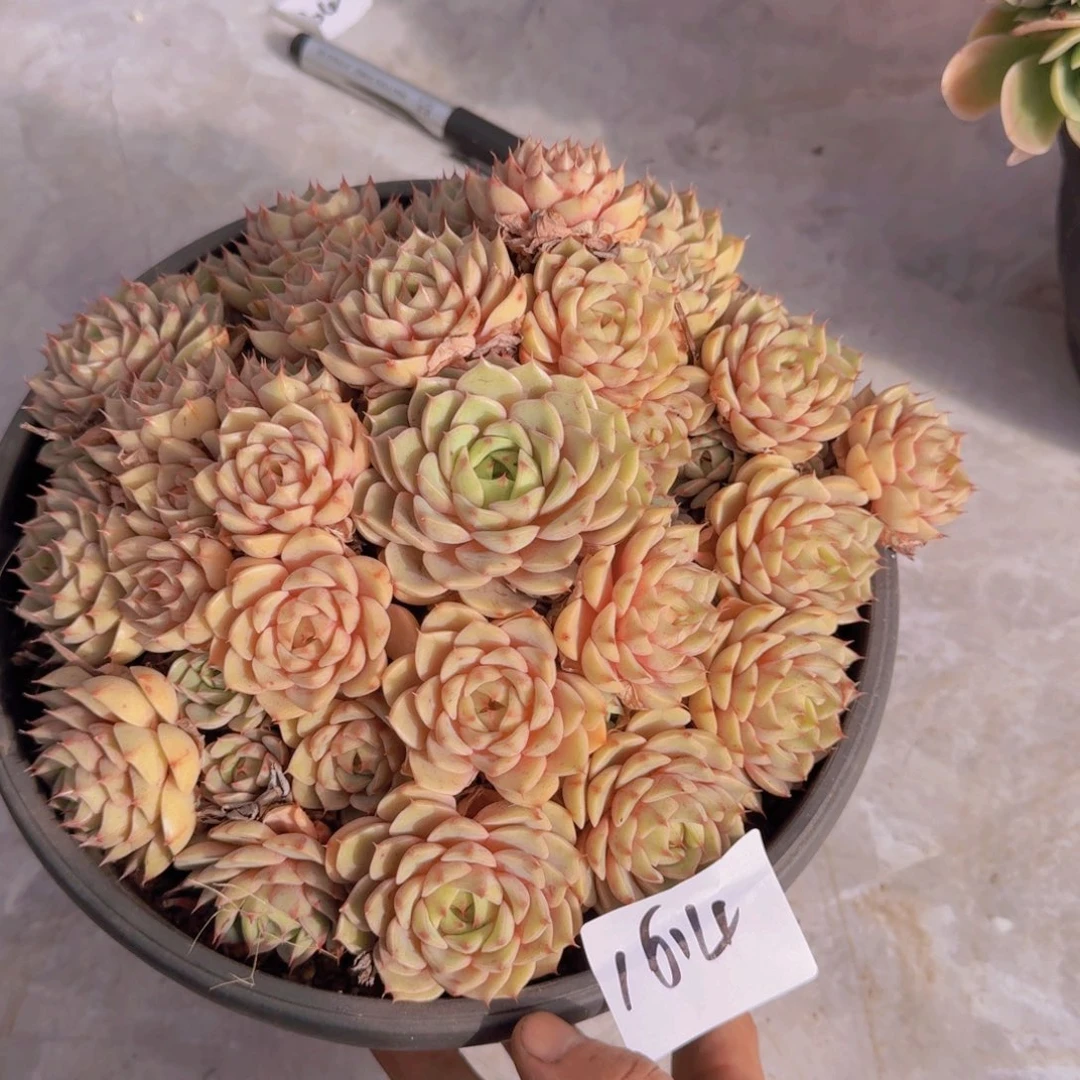 1614本吧多肉植物