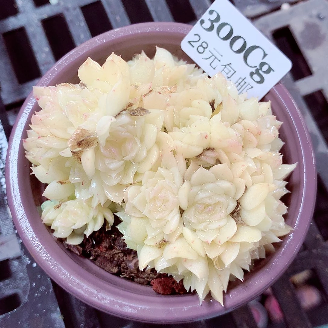 5厘米盆精控多肉300