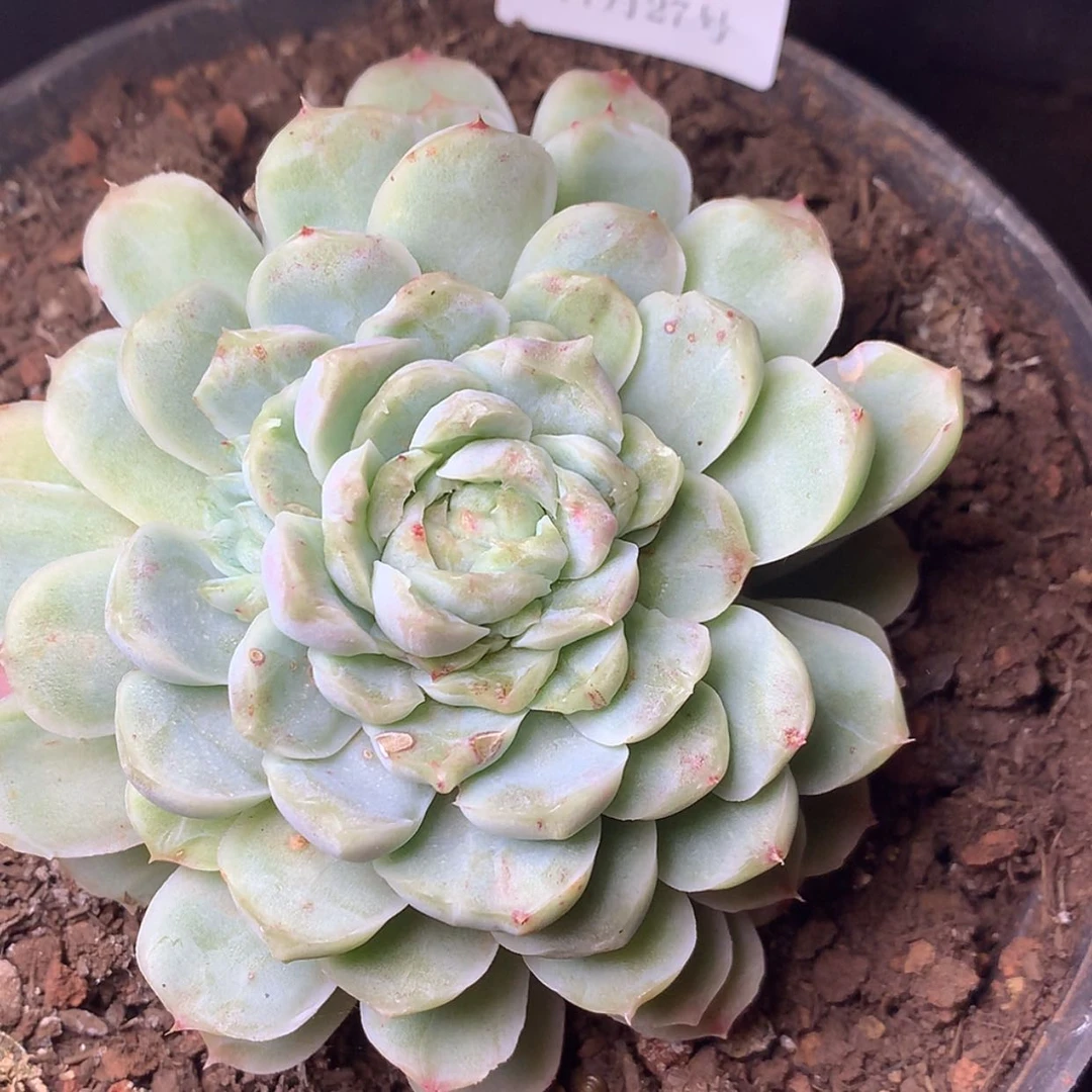 【闪购商品】云474号