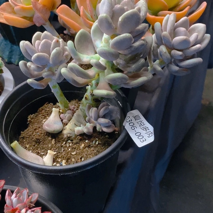 夏悦多肉0306-3月美人