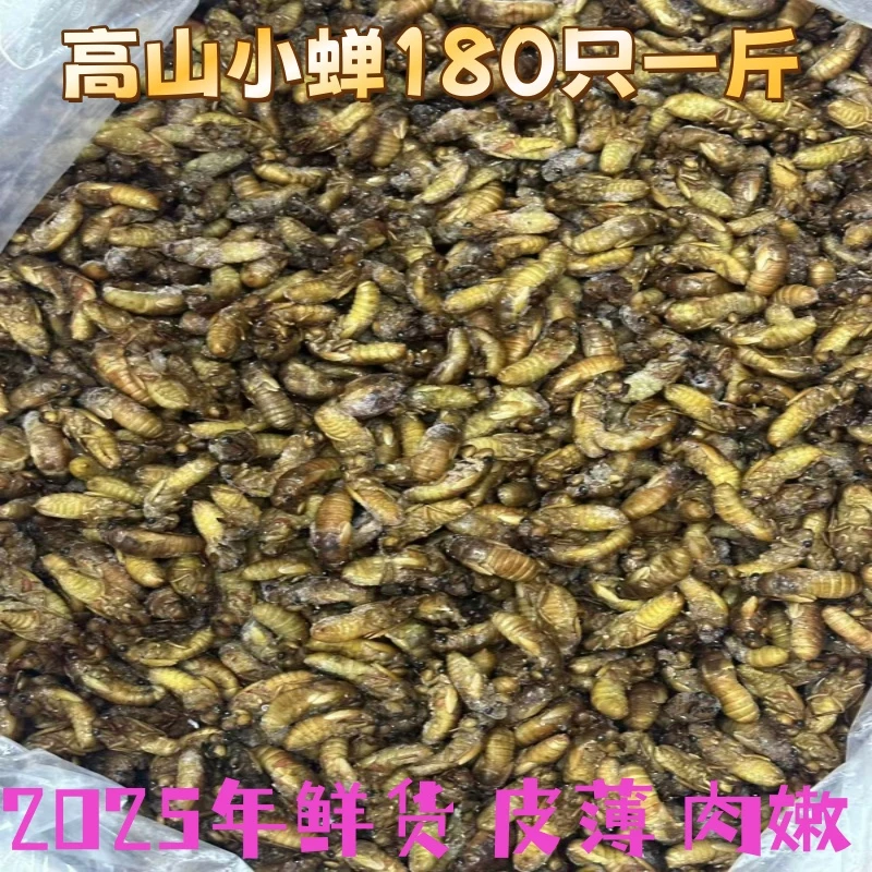 2025年新鲜金蝉高山野生金蝉唐僧肉嫩知了现货顺丰