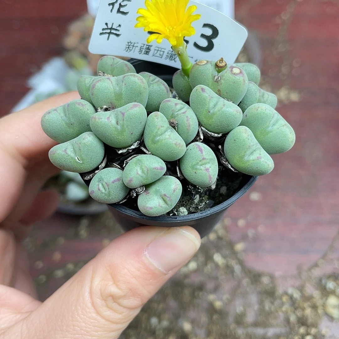 9130000花花花花花花