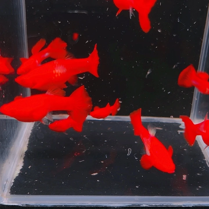 精品火麒麟双分水2对