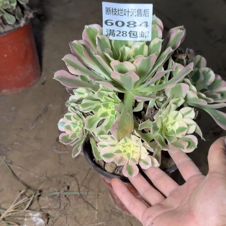 6084二号棚粉钻多肉G