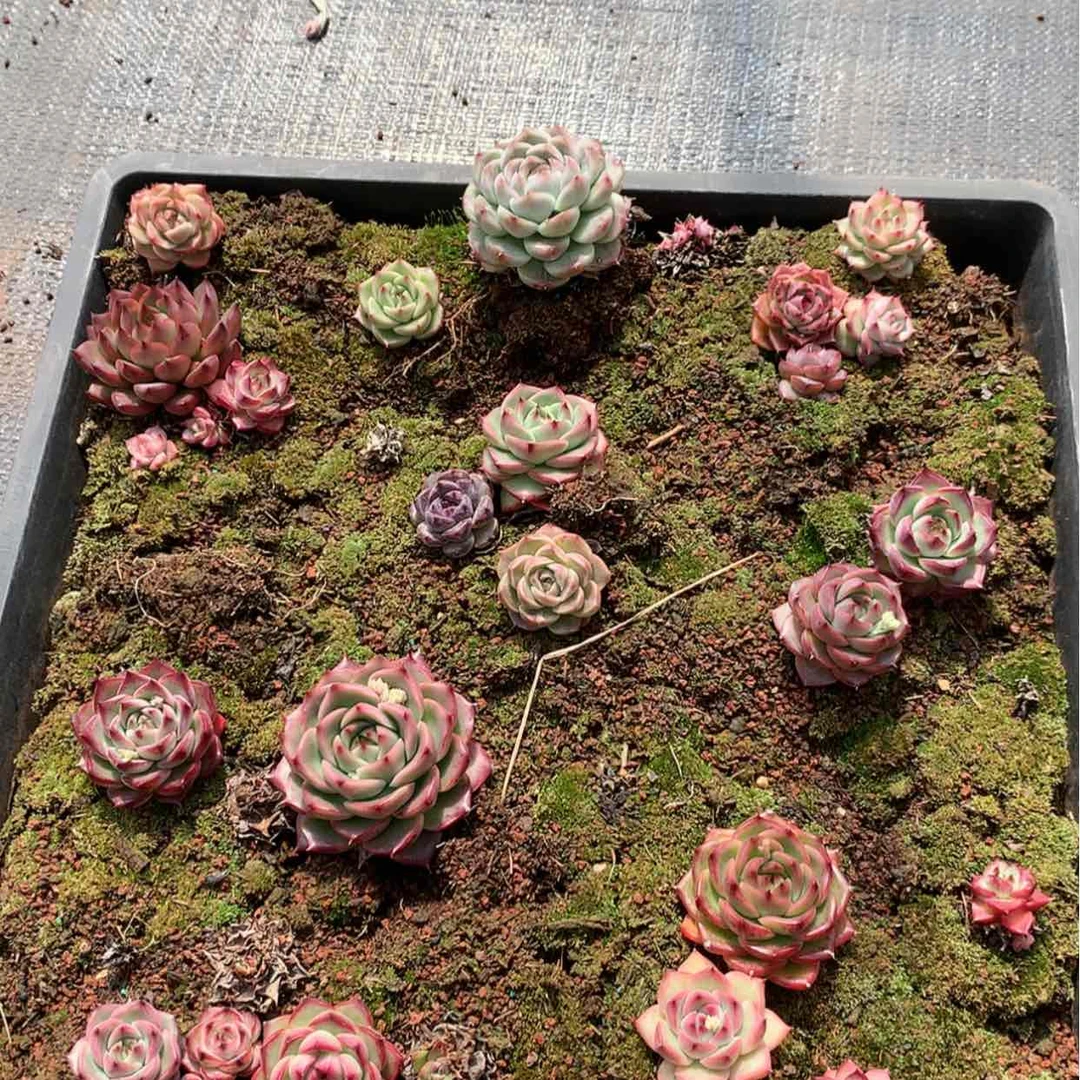 【闪购商品】云747