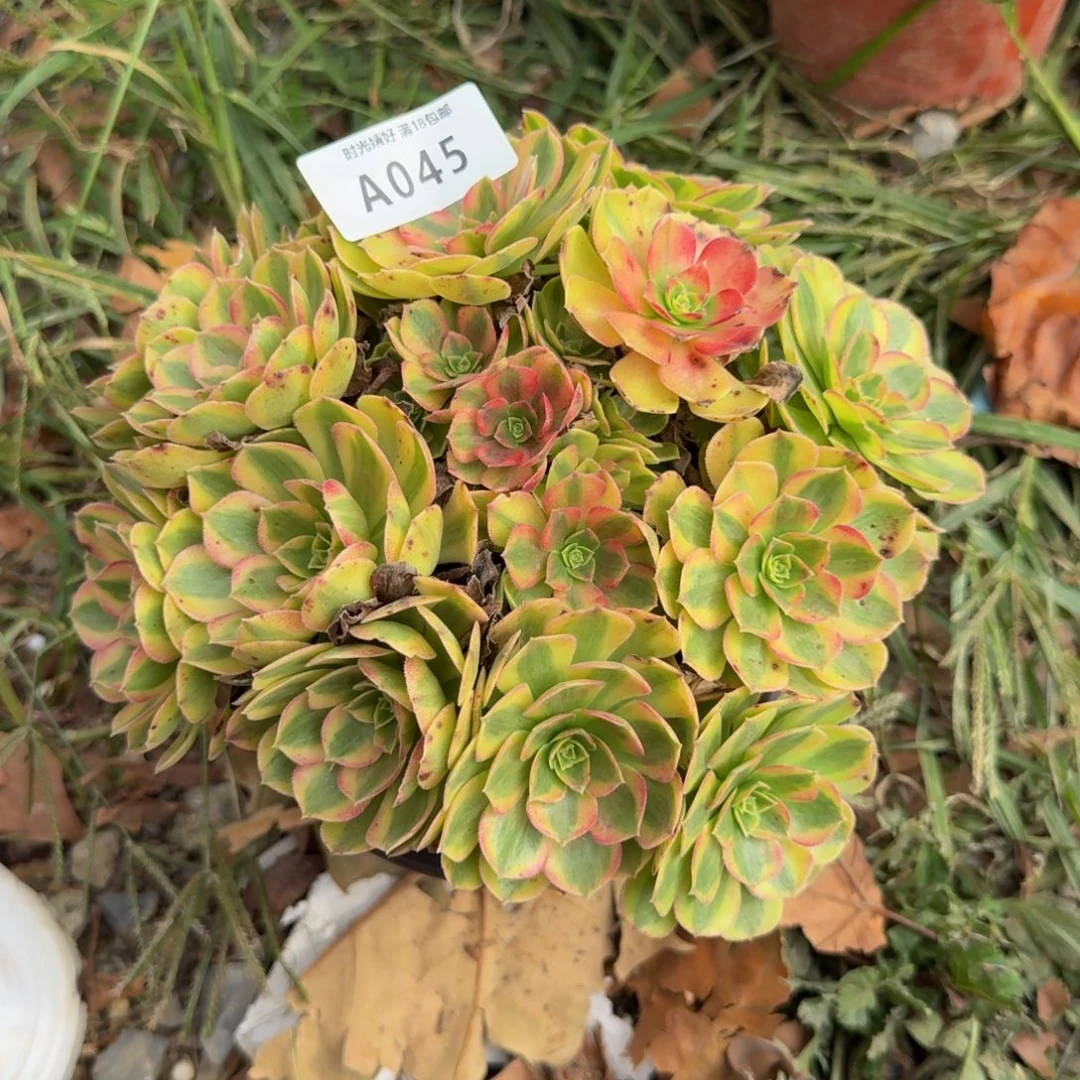 045雨荷。多肉植物
