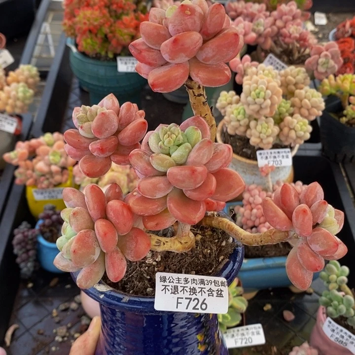 樱花洛神老桩726多肉植物