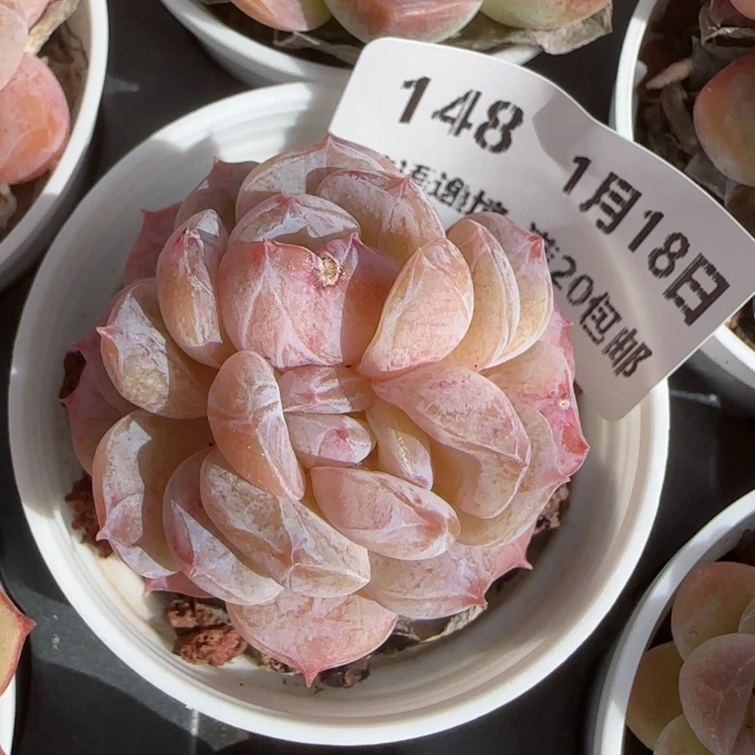 花语逸镜0118-148