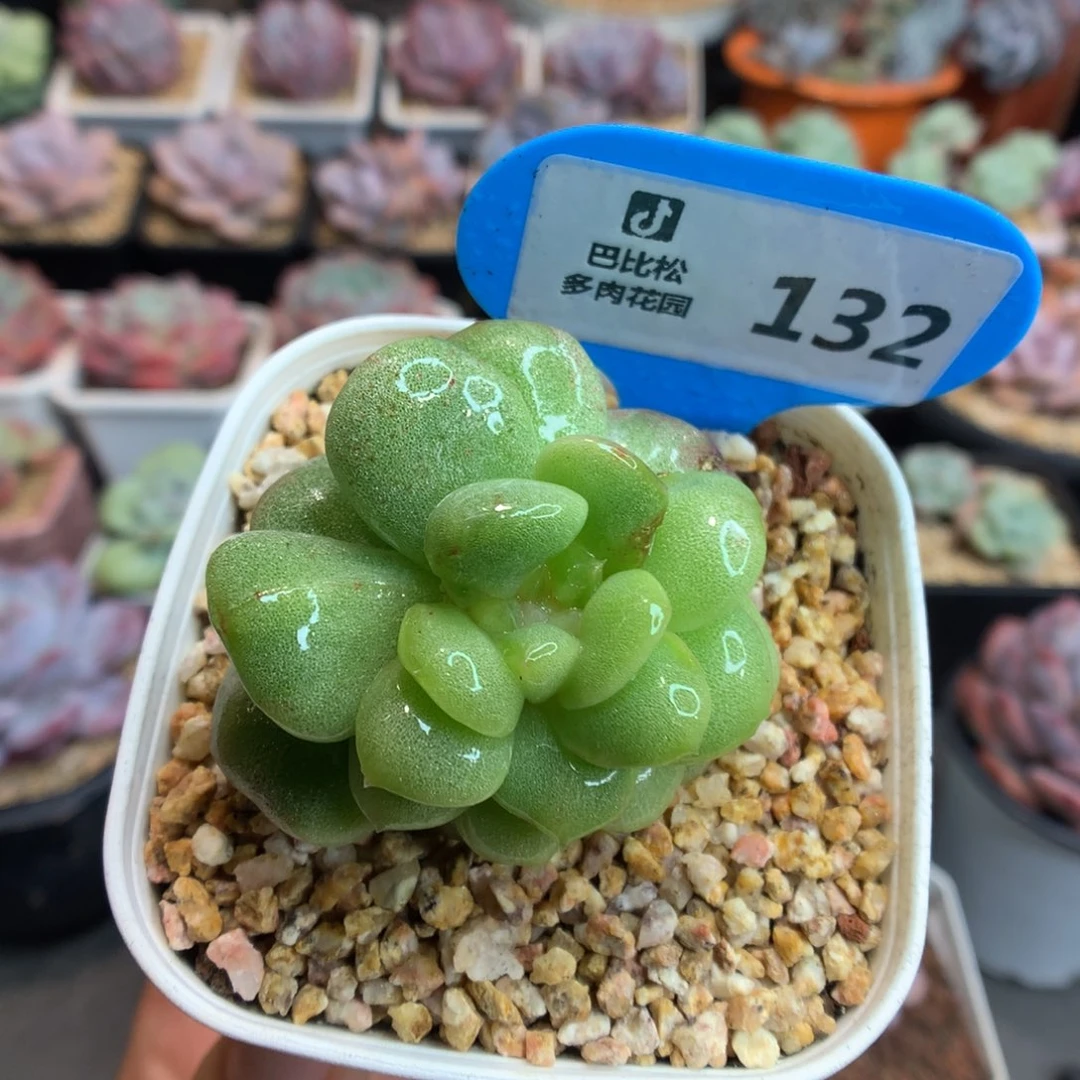 132冰玉石化多肉植物