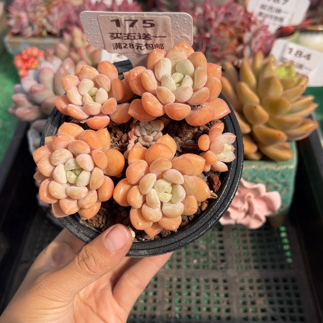 表妹精品多肉植物175.