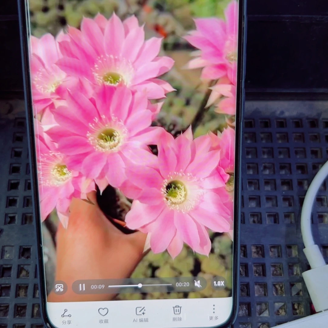 下41金刚9 歪无根侧芽4公分左右20包邮