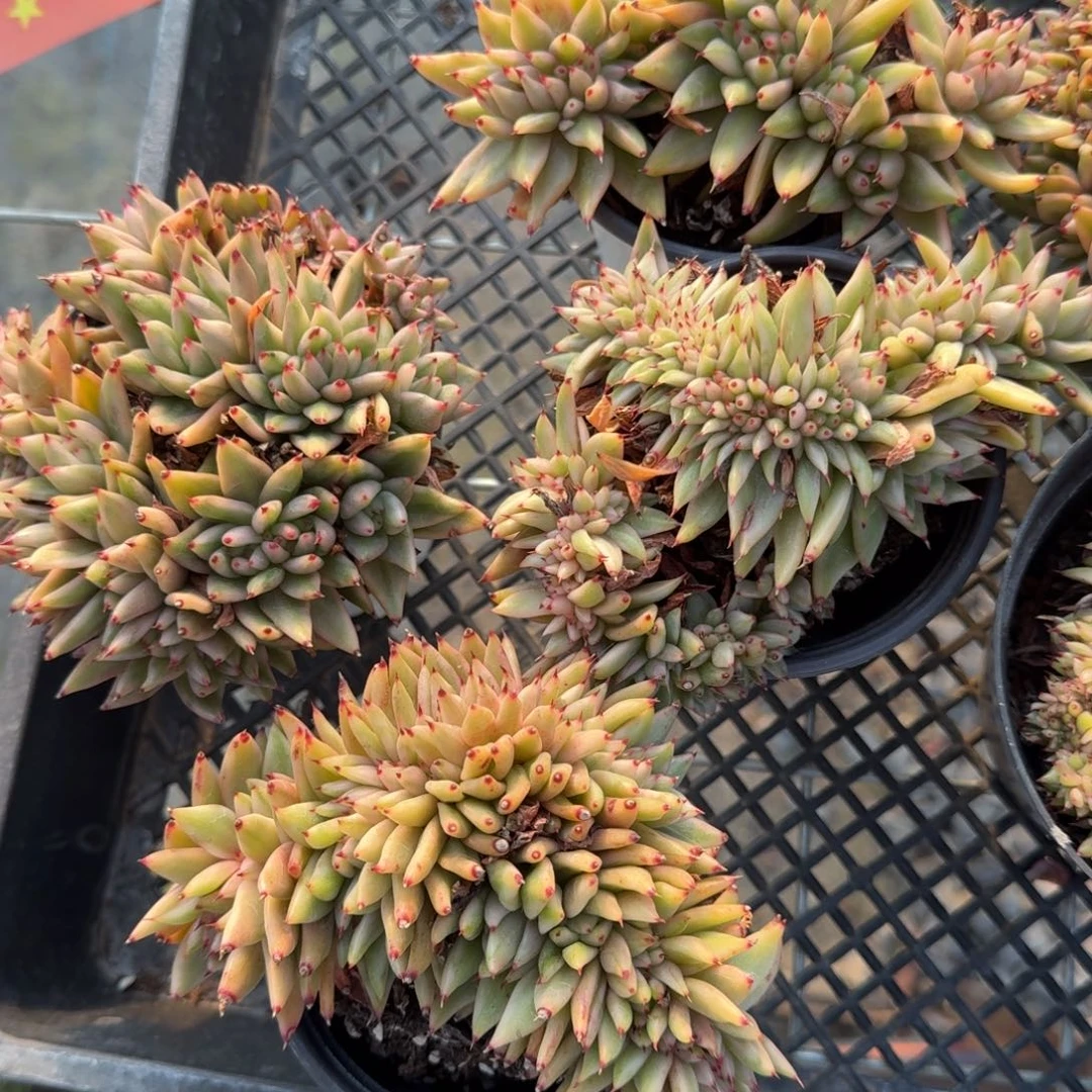 藏宝图锦缀多肉植物