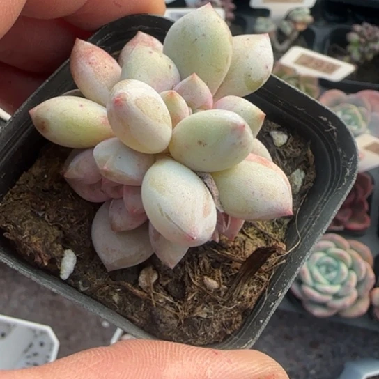 369半夏多肉植物多