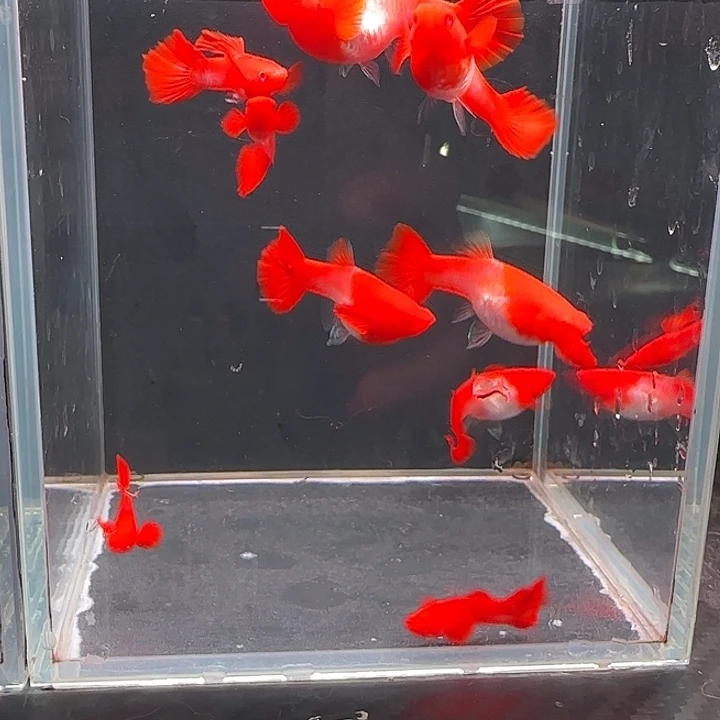 孔雀鱼双分水5对10条