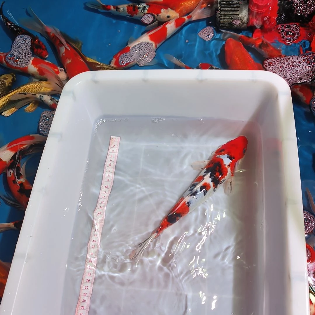 海水鱼41111111111111111