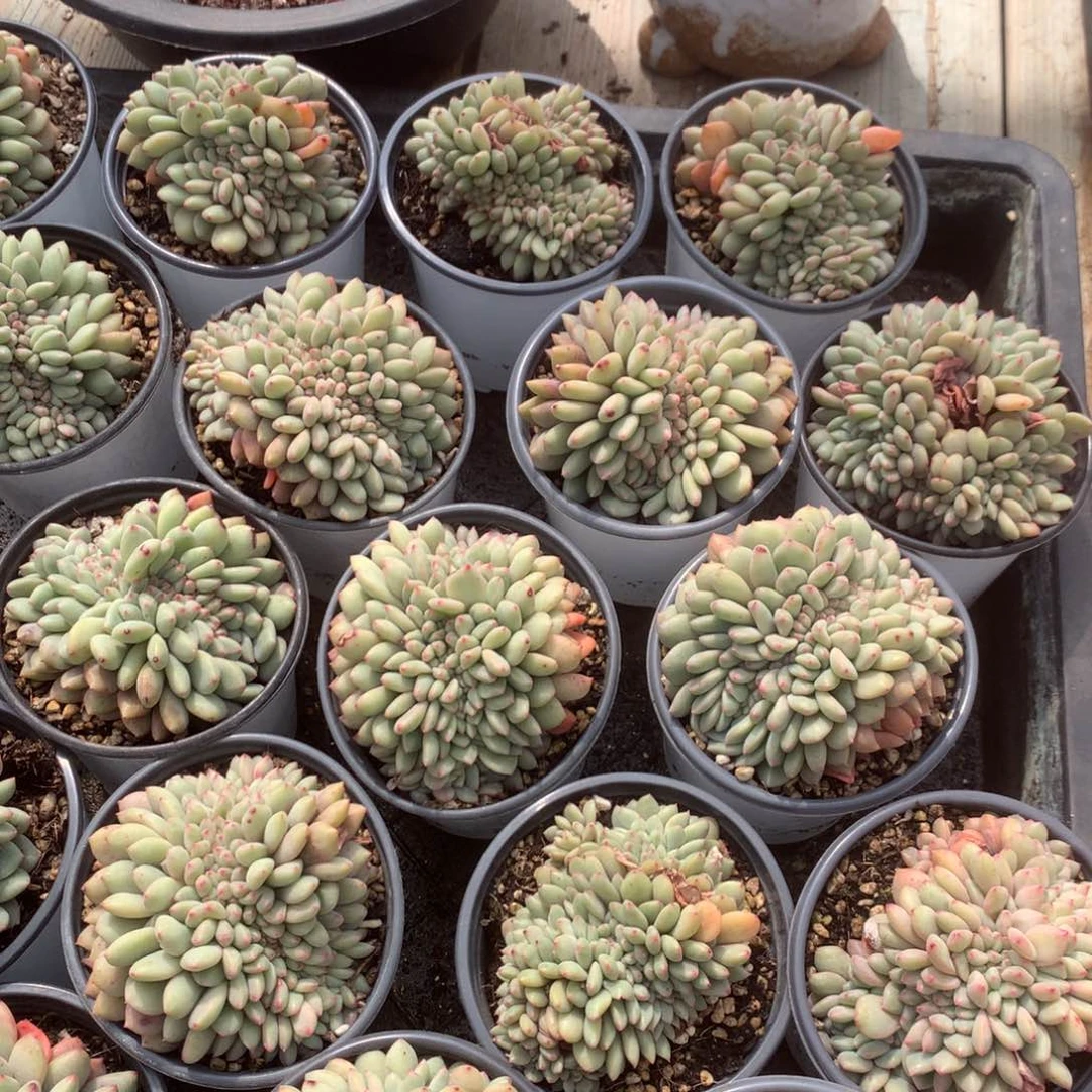 爱丽儿缀2颗，90杯随机售后范围：签收起7天内