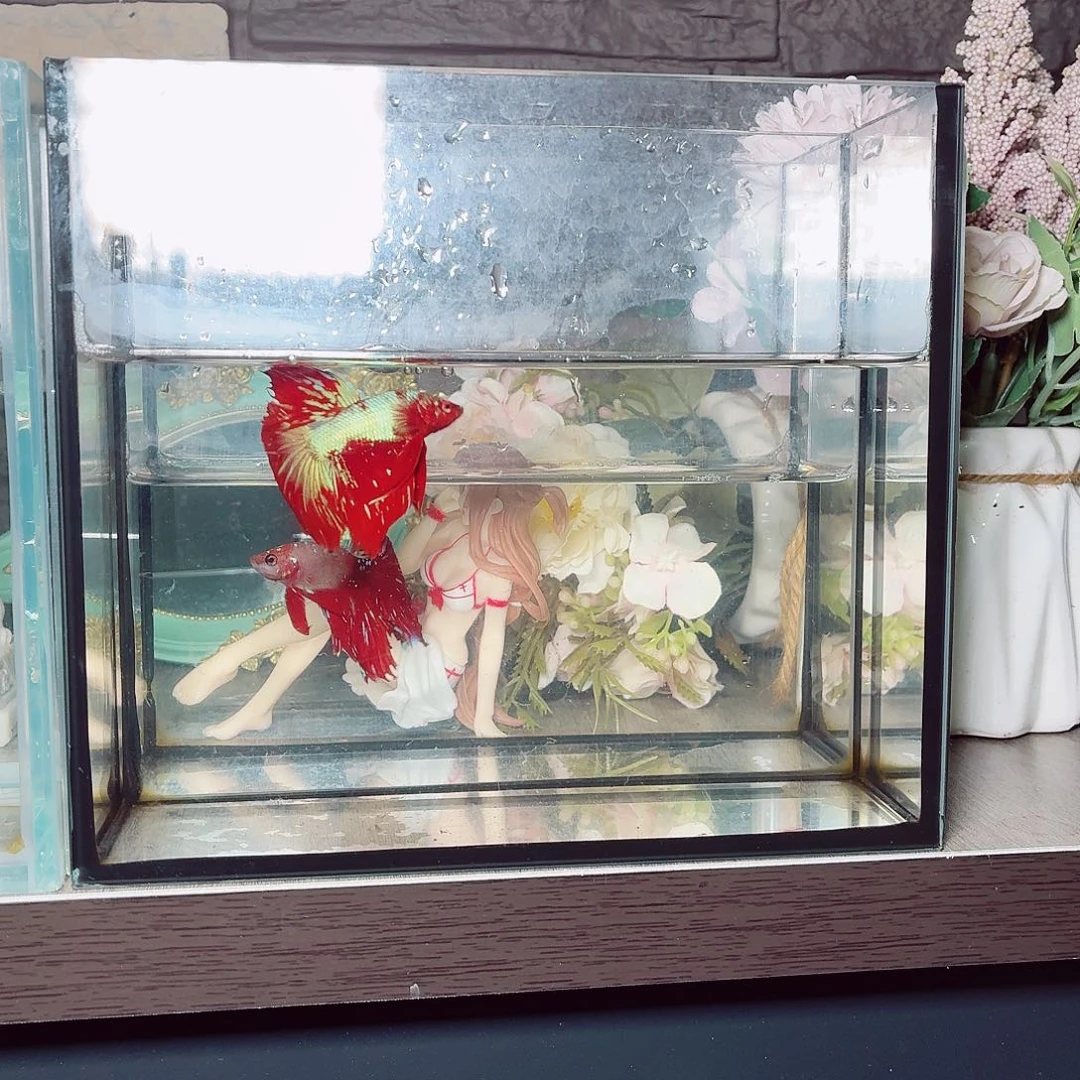 斗鱼彩金烟花尾半月