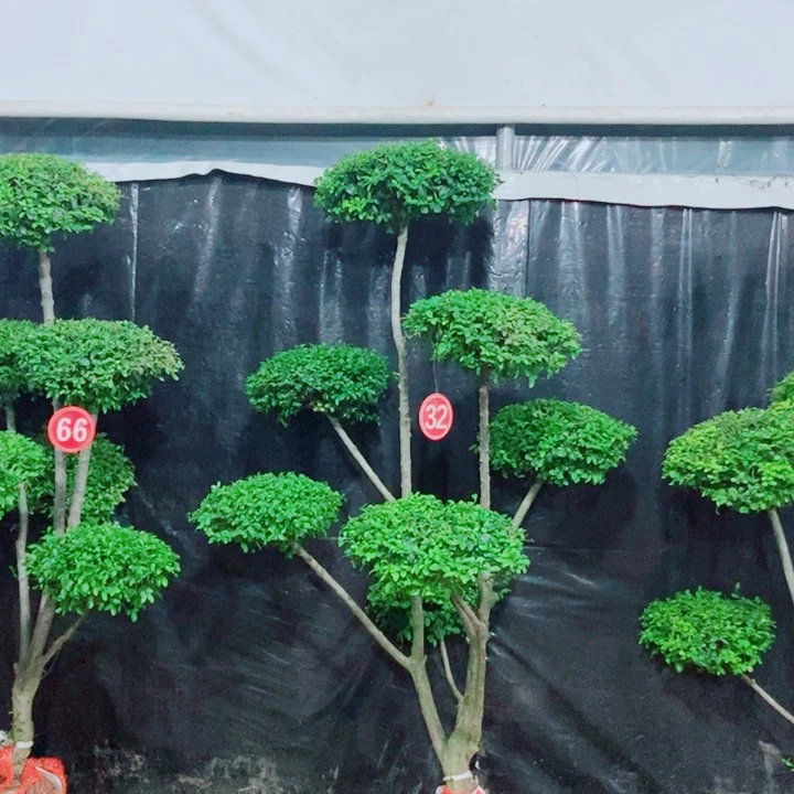 不开花植物一物一拍一物一拍