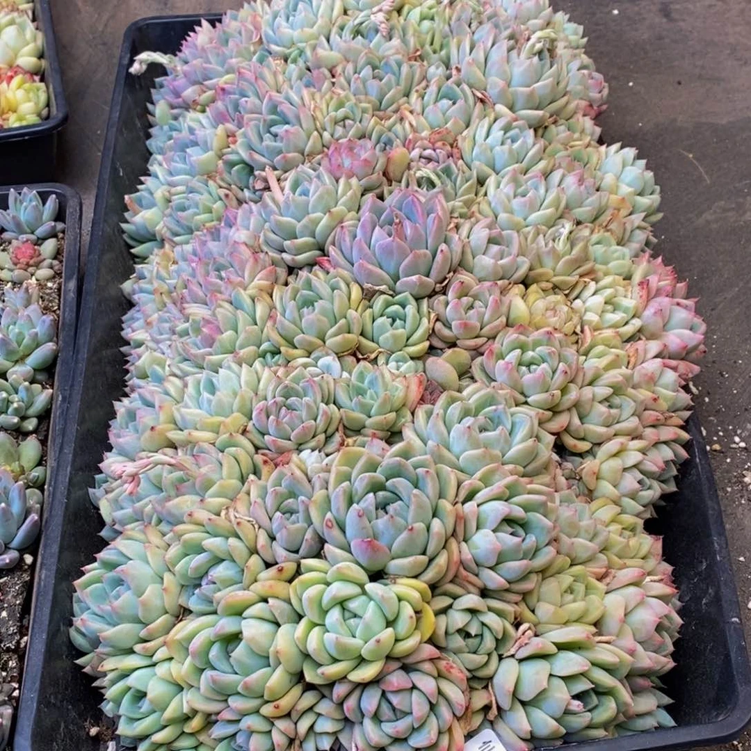 ?089多肉植物问我为什么要