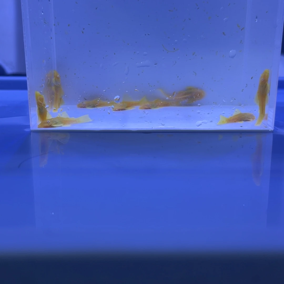 孔雀鱼胡子十条开箱视频报损