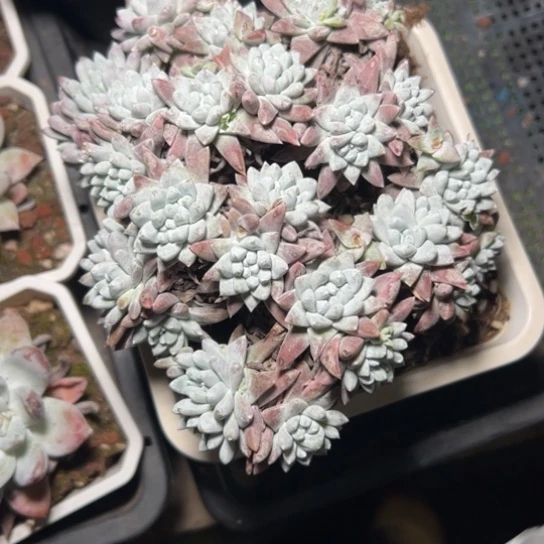 赵**子谢谢宝～一物一拍7687