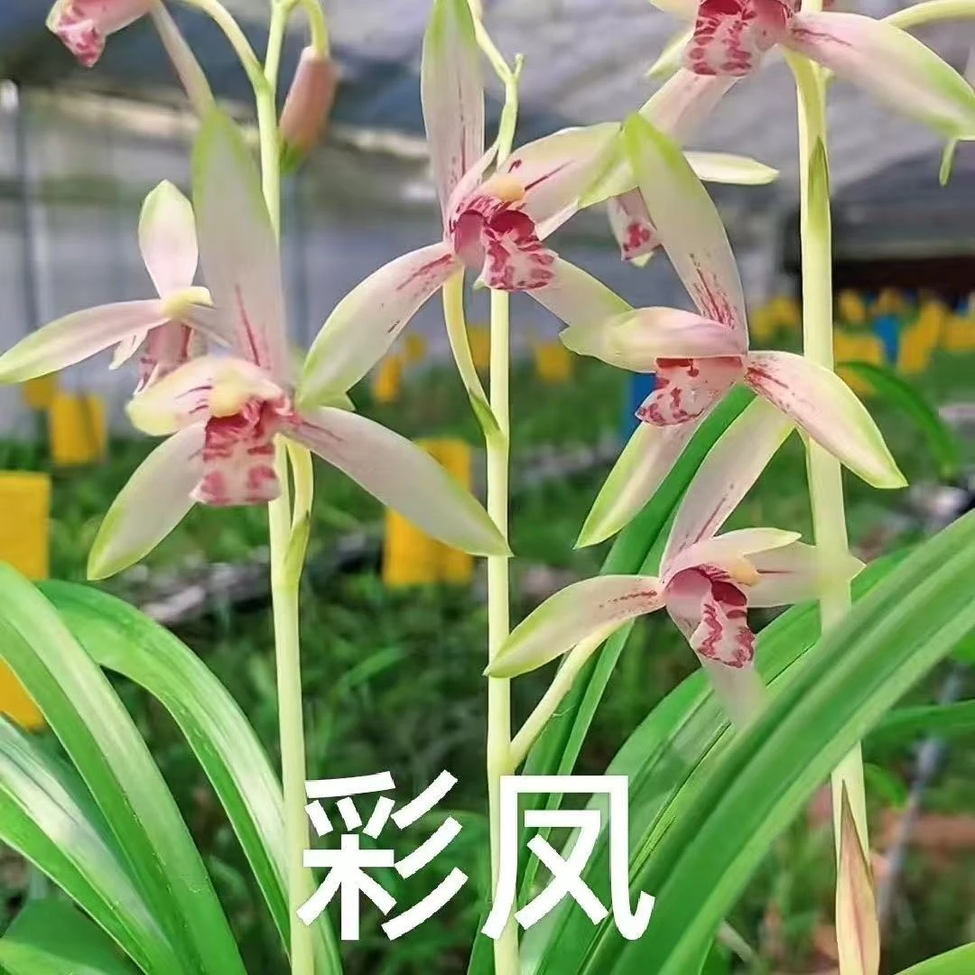 建兰名品  彩凤兰花苗4苗