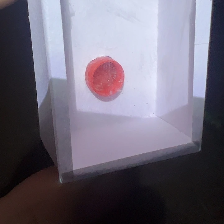 白**士叫声好短须青竹蛉
