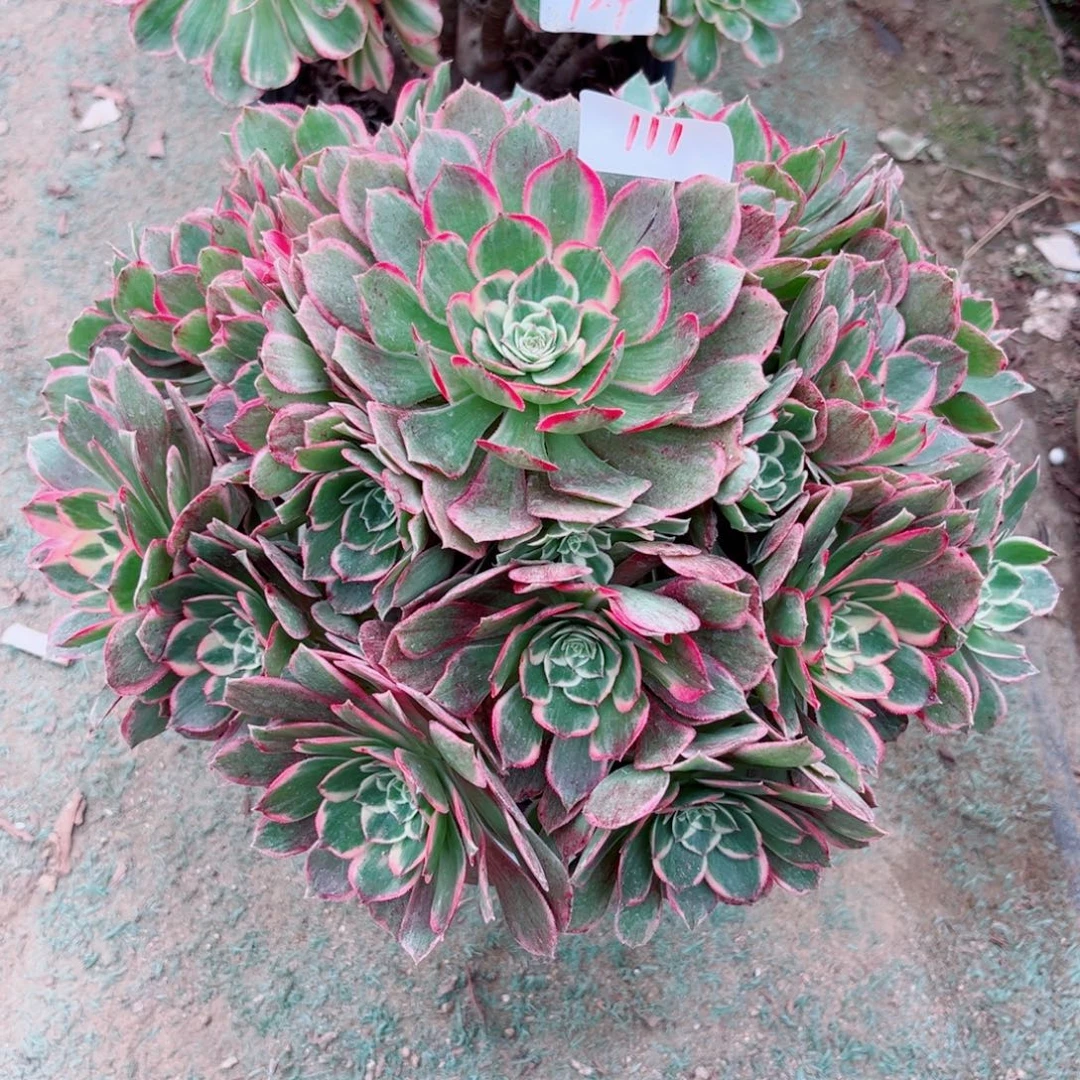 111高贵法师多肉植物
