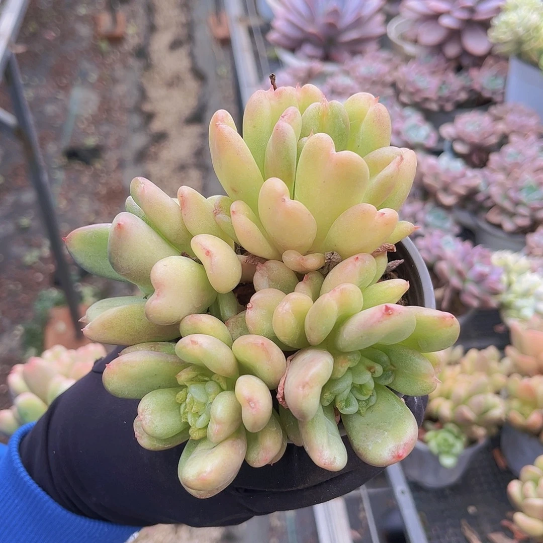 比尔盖茨群99999999