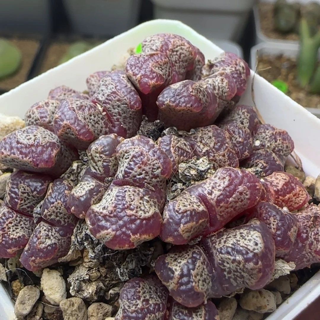 超碟群漂亮多肉植物4