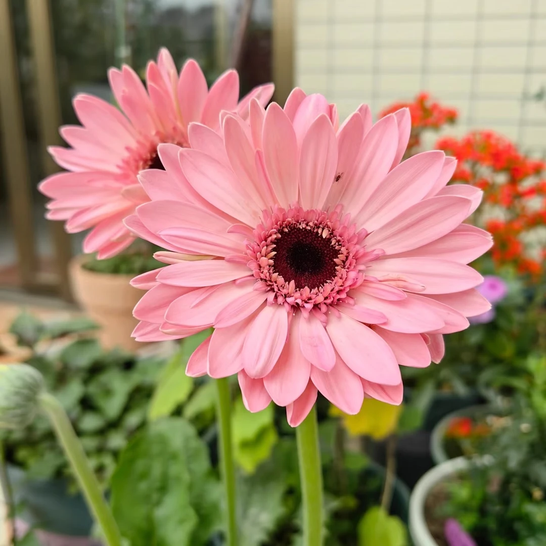 非洲菊盆栽带花苞扶郎花盆栽阳台办公室盆栽植物花卉易活四季开花