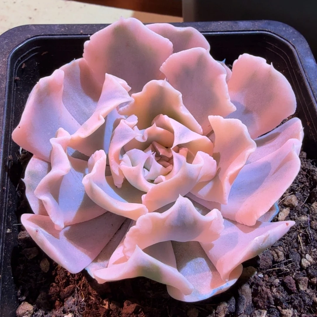 利比利亚锦，锦上园艺一物一拍