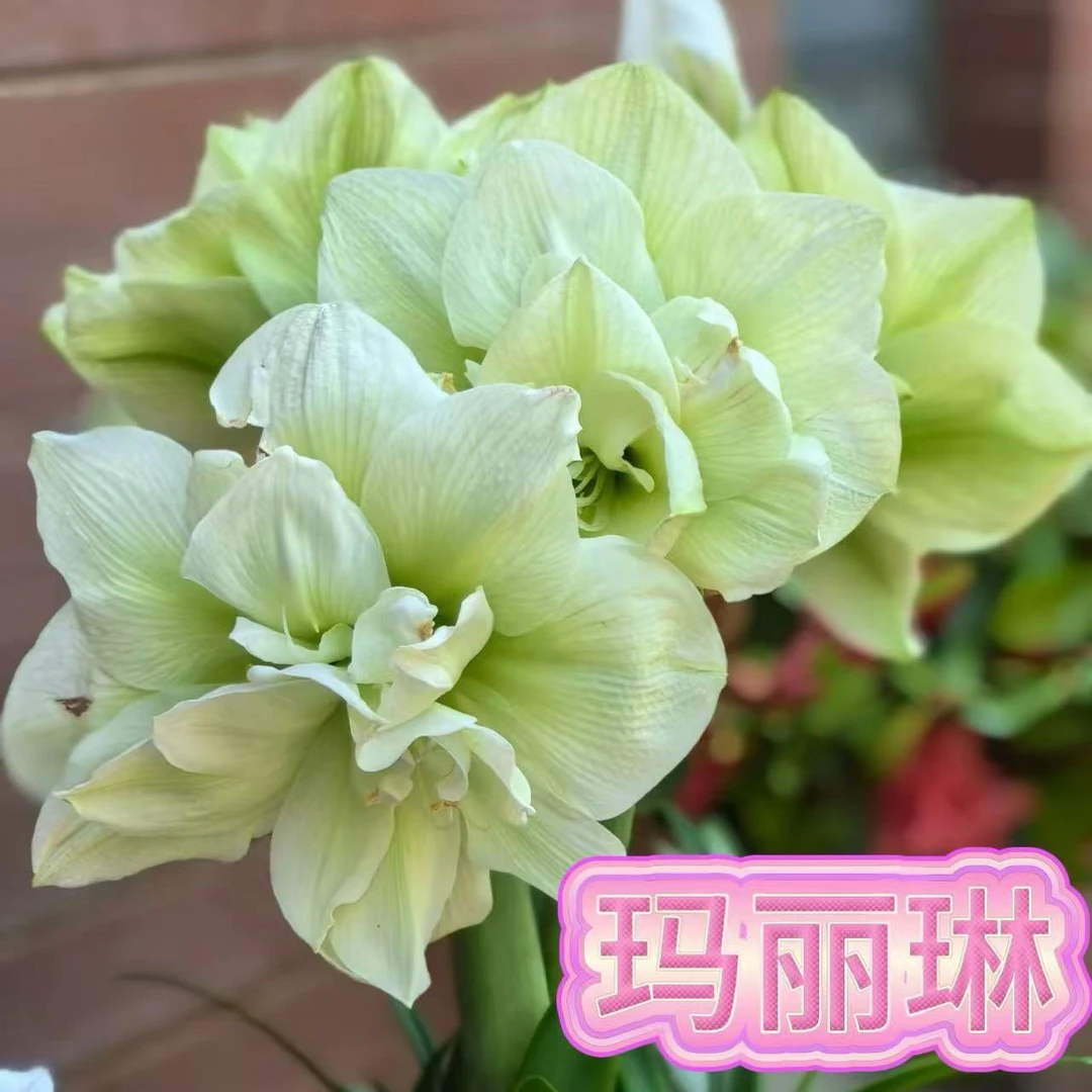 【玛丽琳】带花苞发货朱顶红花园进口新品盆栽室内外必养朱顶红种球