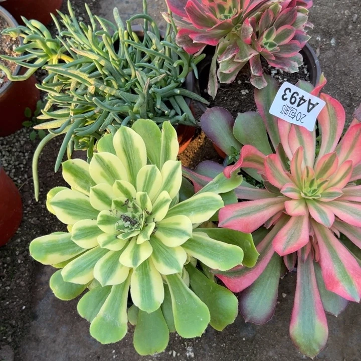 多肉植物493不售后