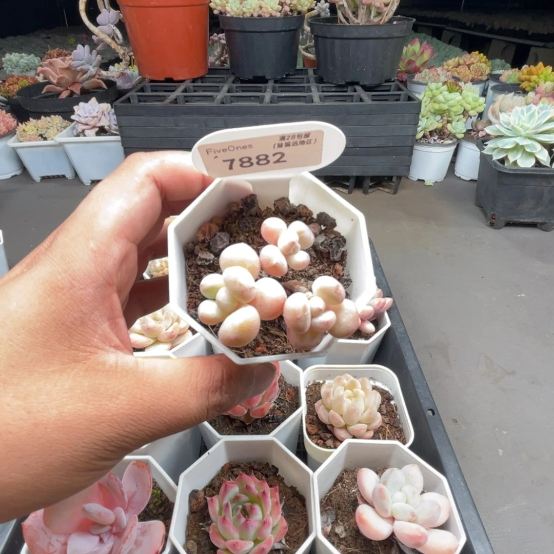 7882泡泡糖4.0厘米