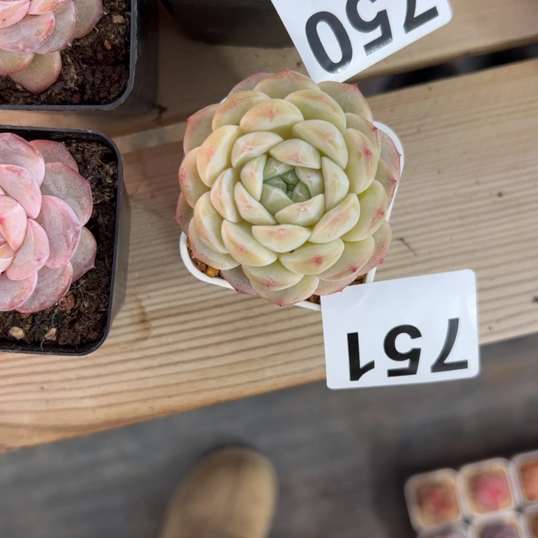 Y****中751 粉黛多肉植物组合盆栽