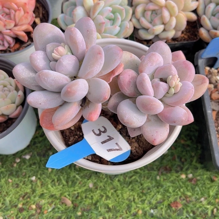 健健康康平平安安