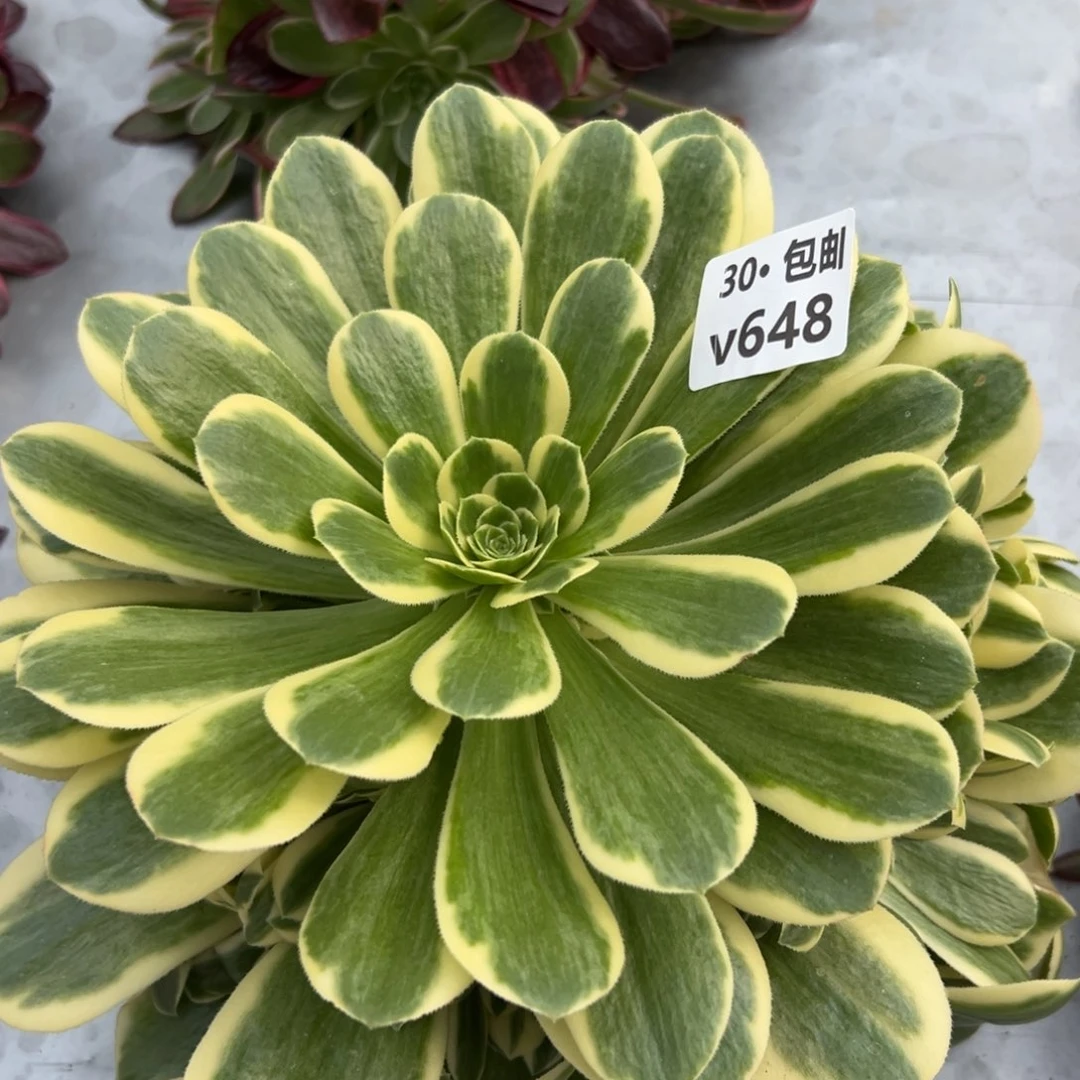 648冷月，多肉法师