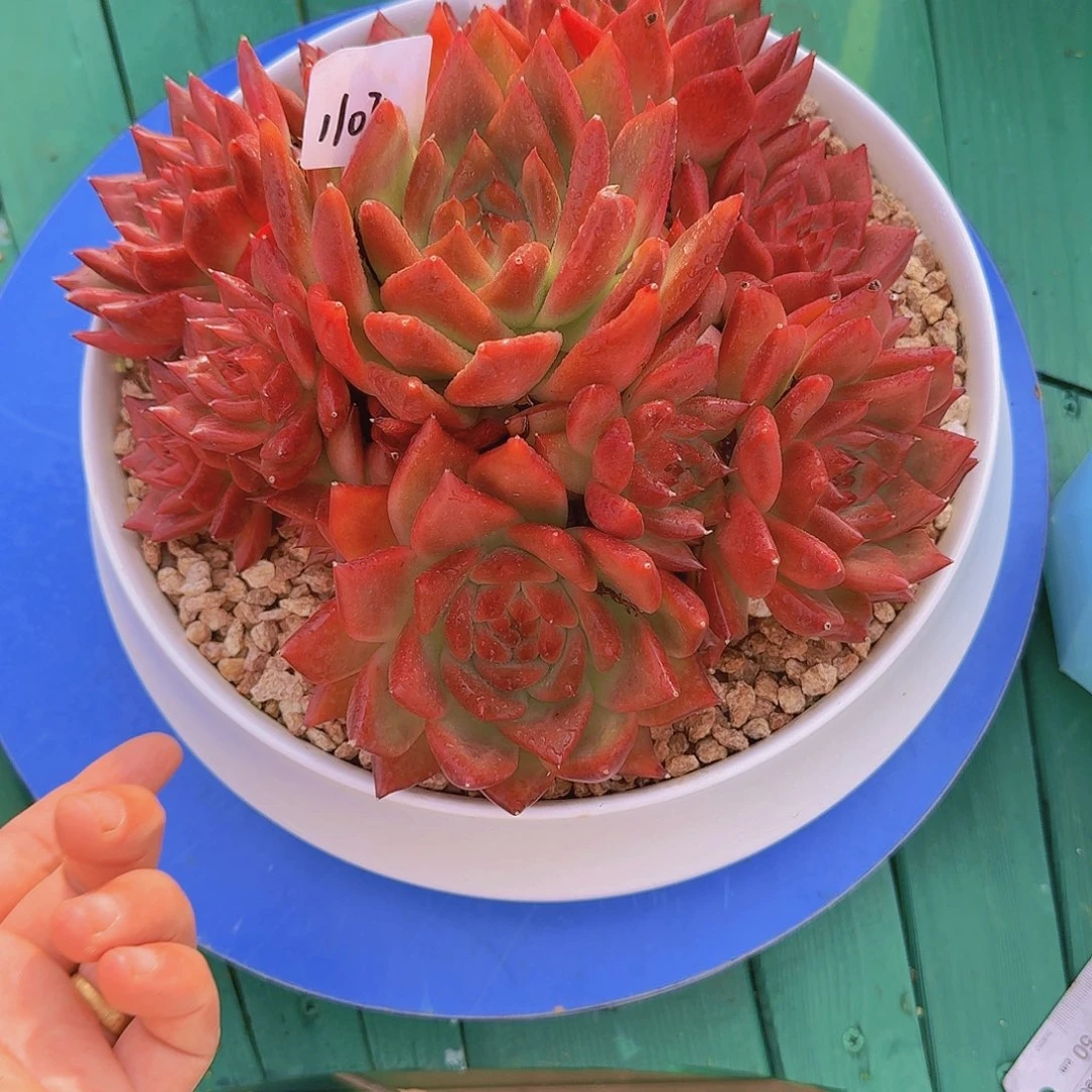 爱***妍1107东云杂多肉植物不带盆