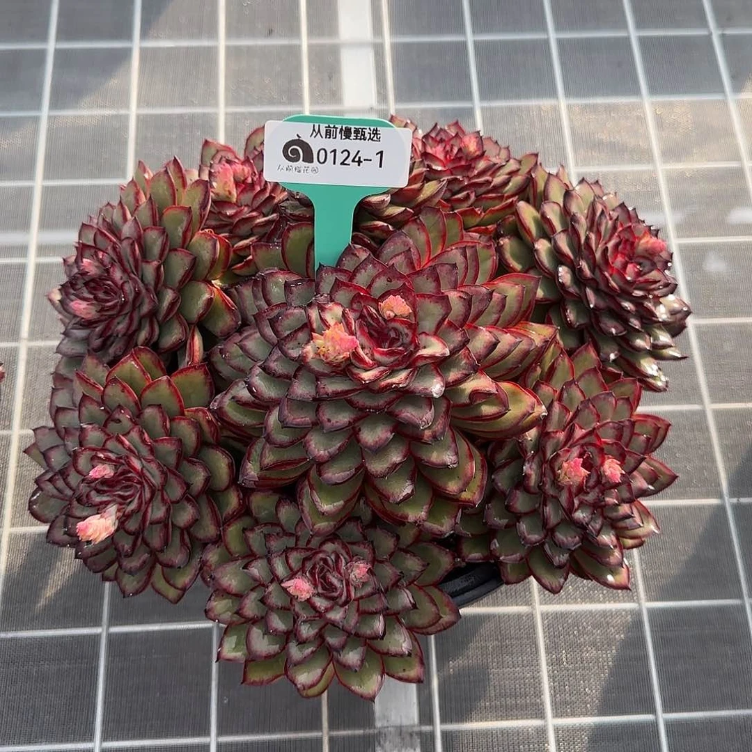 忘*从前慢花园精选0124-1多肉