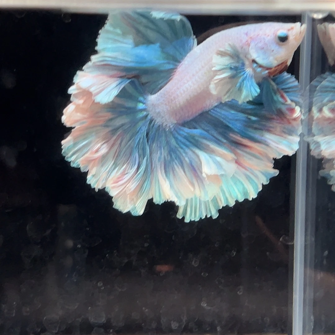 斗鱼18号莫奈小飞象