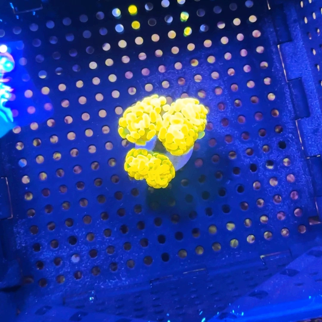 麦***X纽扣珊瑚金豆子三头