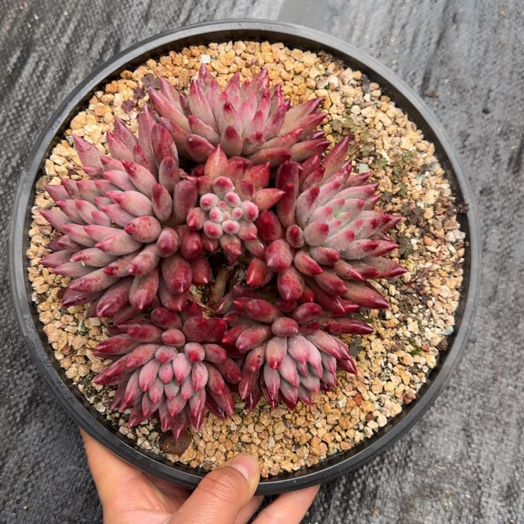车厘子取胜多肉植物一物一拍